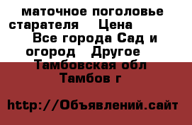 маточное поголовье старателя  › Цена ­ 3 700 - Все города Сад и огород » Другое   . Тамбовская обл.,Тамбов г.